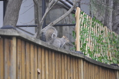 Sciurus carolinensis