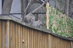 Sciurus carolinensis