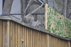 Sciurus carolinensis