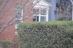 Passer domesticus