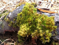 Pseudocrossidium crinitum