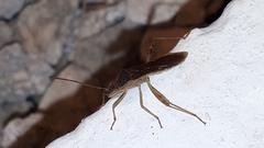 Burtinus notatipennis