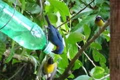 Euneornis campestris