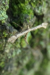 Amblyptilia