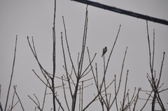 Passer domesticus