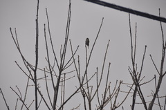 Passer domesticus