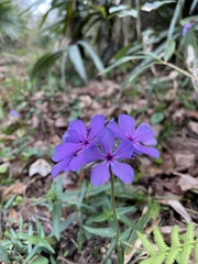 Phlox divaricata laphamii