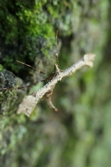 Amblyptilia