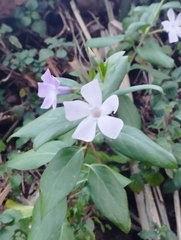 Vinca difformis