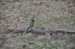 Turdus migratorius