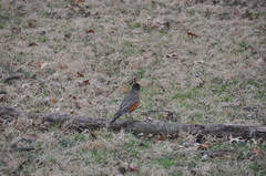 Turdus migratorius