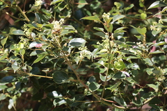 Cinnamomum camphora