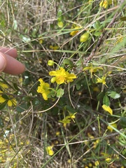 Ochnaceae
