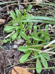 Myosotis macrosperma
