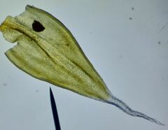 Racomitrium canescens