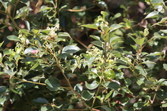 Cinnamomum camphora