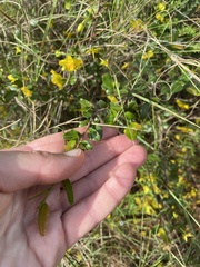 Ochnaceae