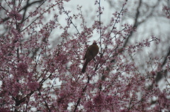 Cardinalis cardinalis