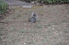 Sciurus carolinensis