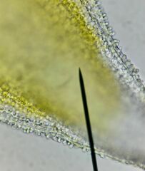 Racomitrium canescens