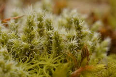 Racomitrium canescens