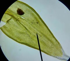 Racomitrium canescens