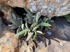 Crassula perfoliata