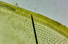 Racomitrium canescens