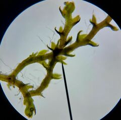 Cephaloziella