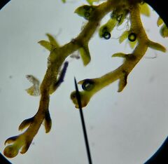 Cephaloziella