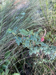 Indigofera williamsonii