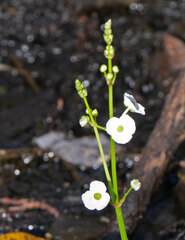 Sagittaria chapmanii