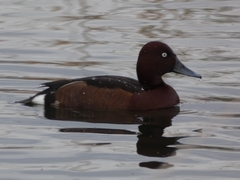 Aythya nyroca