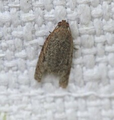 Meritastis piperata