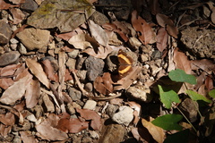 Yoma sabina