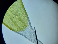 Racomitrium canescens