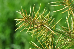 Cyperus odoratus