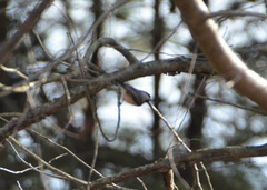 Poecile carolinensis