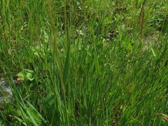 Poa angustifolia