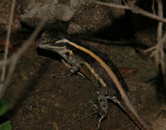 Sceloporus smithi