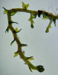 Cephaloziella