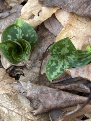 Trillium cuneatum