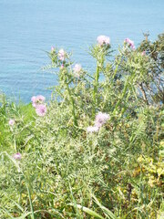 Galactites tomentosus