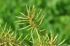 Cyperus odoratus