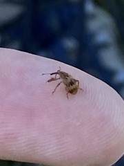 Anthonomus rectirostris