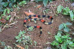 Micrurus obscurus