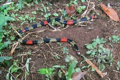 Micrurus obscurus