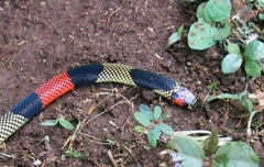 Micrurus obscurus