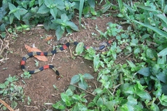 Micrurus obscurus
