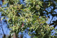 Cinnamomum camphora